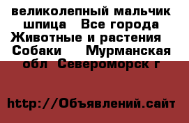 великолепный мальчик шпица - Все города Животные и растения » Собаки   . Мурманская обл.,Североморск г.